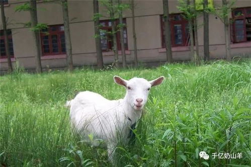 微课堂 这些营养补全了,产奶羊才能健康高产 你学会了吗