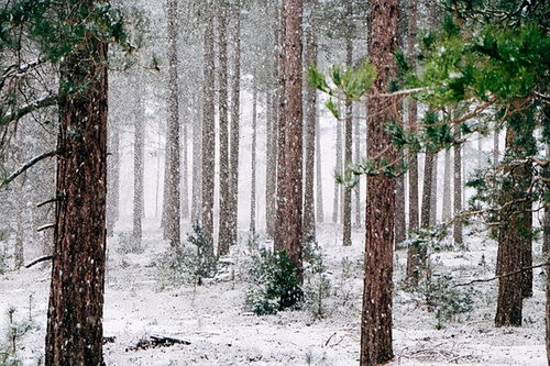 大雪之节,在诗词中感受冬日雪景之美