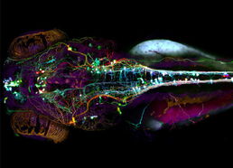 科学网 2008最佳生物显微照片出炉 柄翅卵蜂居首 