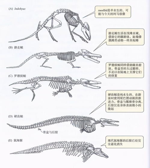 骨骼两栖造句（两栖动物头后有颈吗？）