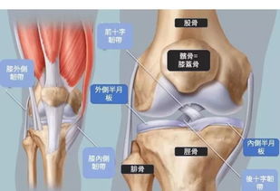 容祖儿膝盖水肿不能下地,关节抽出100cc积液 膝关节积液到底是怎么一回事