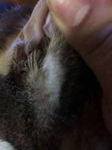 猫咪耳朵前面毛没了,皮肤上有黑色的斑点,什么情况 