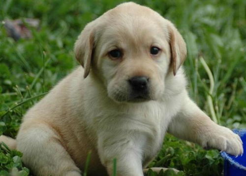 解读 拉布拉多猎犬 ,无攻击性的犬种,为人类服务最多的狗狗