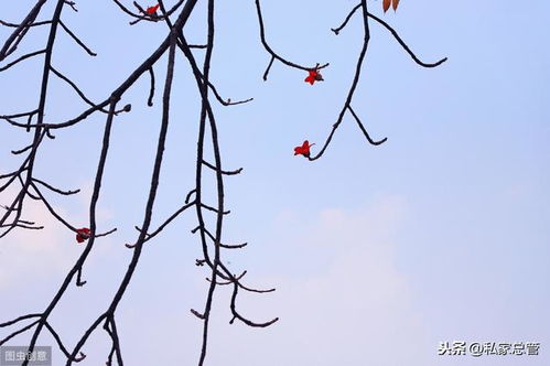 残花若梦,花落的满天,舞乱心伤,就沿着那天边最美的一道风景