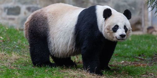 旅美大熊猫美香高龄产子 网友围观直播直呼 奇迹 