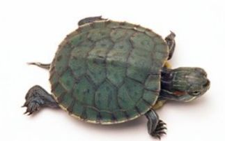 小乌龟一般能活多久 