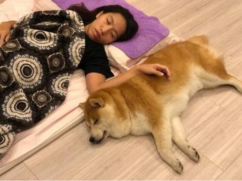 柴犬喜欢跟主人睡觉的原因,不只是喜欢你