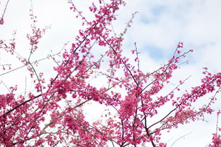 永福樱花,花落花开年复年