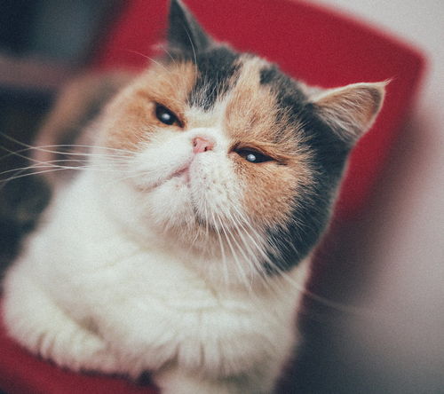 养宠经验 猫由于耳螨造成的泪痕吗