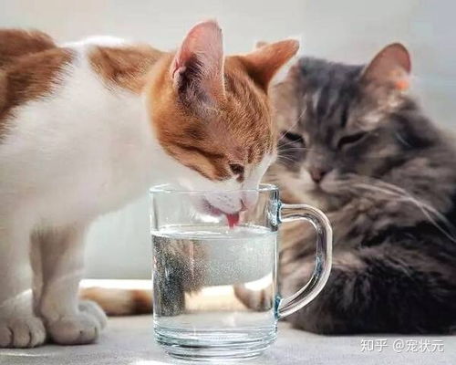为什么我们总是一再强调,要让猫咪多喝水 