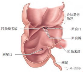 消化系统 大肠