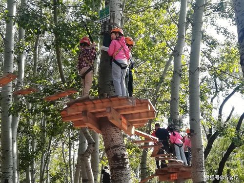 树上旅游的孩子可以下来了