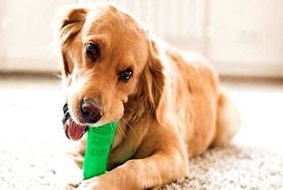 狗狗磨牙棒怎么选择 狗狗磨牙棒有哪几种