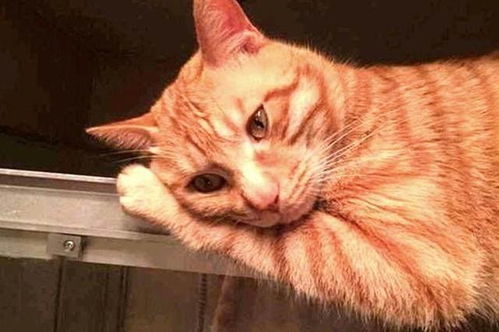 洗澡时猛一抬头,发现橘猫趴在玻璃上偷看 那眼神也是醉了