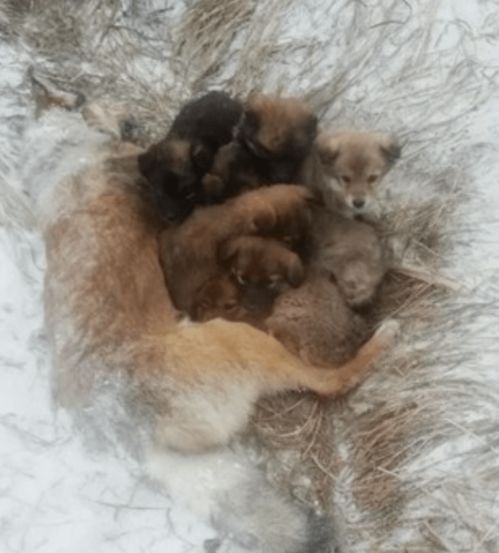 狗妈妈被毒死在零下二十度的雪地里,仍紧紧用身体温暖怀中7只小奶狗