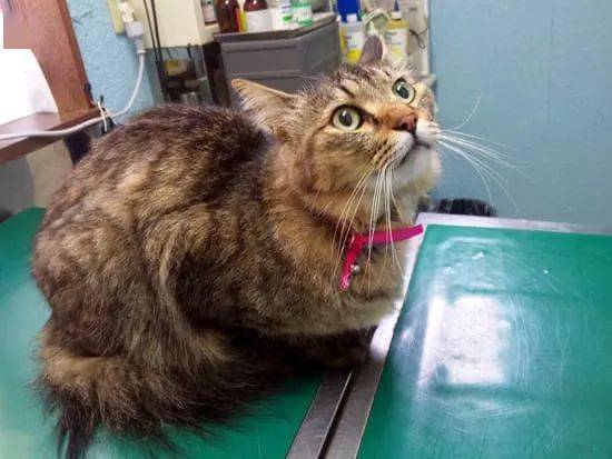 猫咪常见消化道疾病 二 炎性肠病