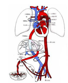 心脏血液循环图简单 搜狗图片搜索