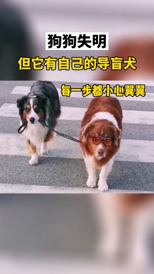 狗狗都是有灵性的 