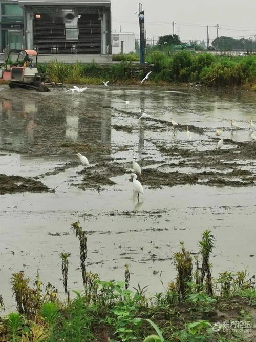 宁波最具田园诗意的地铁站 一名司机在耕地,一群白鹭在陪他 网友 