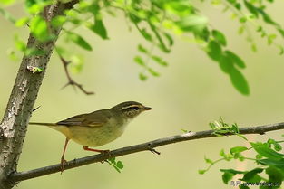 请教鸟种多嘴名称 Bird Identification 