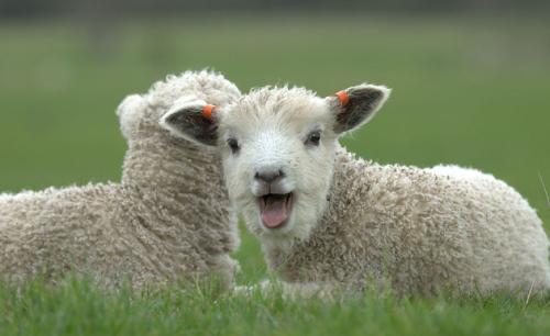 三月羊靠南墙,生活无着多凄凉 ,属羊人这两个月出生,命最苦