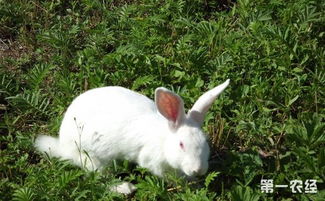 獭兔养殖怎么配种 獭兔种公兔与种母兔的饲养管理方法介绍