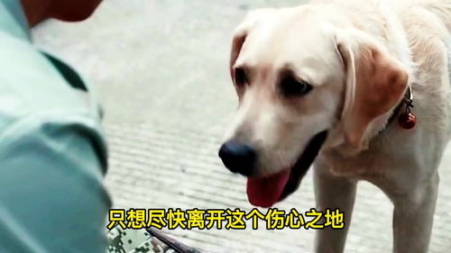 中国版忠犬八公 