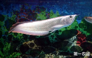 银龙鱼能够长到多大 银龙鱼的市场价格