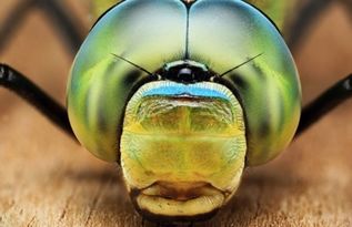寄生虫中国有马蝇吗 