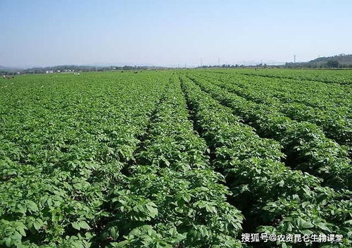 大棚土豆种植时的要点,土豆软腐烂根病怎样防治 土豆重茬根腐怎样处理