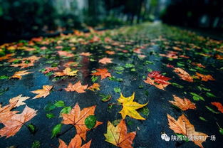 夜听秋雨，一段欢喜一段殇(一夜秋风话悲凉)