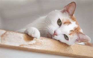 猫会用猫砂却在床上尿,猫不在猫砂里排泄 