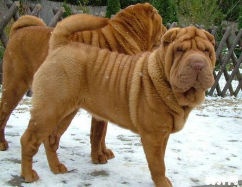 沙皮犬,国产犬中王者,现已属于世界稀有犬种