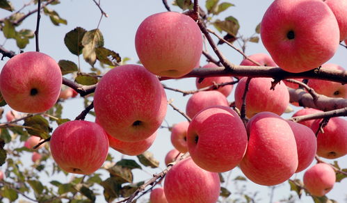 中国苹果哪里的最好吃 这5个产区的苹果很有名,你都吃过吗