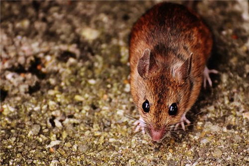 属鼠 生肖鼠 属鼠的今年多大 属鼠的属相婚配表 属鼠的几月出生最好 属鼠的和什么属相最配 十二生肖 