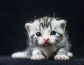 小猫咪不肯喝奶,怎样让猫咪接纳猫咪奶粉