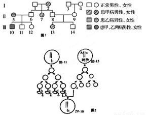 图1为某家族两种遗传病的系谱图.这两种单基因遗传病分别由位于常染色体上的基因A a及性染色体上的基因B b控制. 1 Ⅲ 14的X染色体来自于第Ⅰ代中的 . 2 乙病的致病基因位于 
