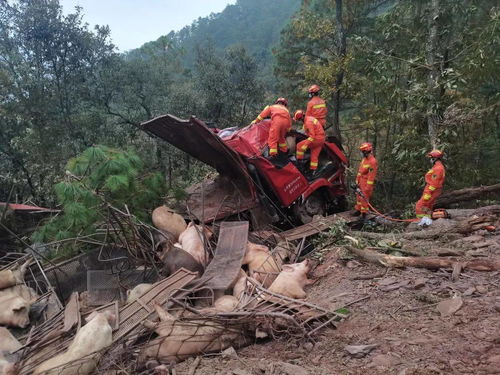 云南一拉猪车掉下山崖,100多只二师兄,团灭 所幸