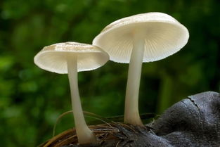 世界上最吓人的蘑菇 死人心脏长蘑菇