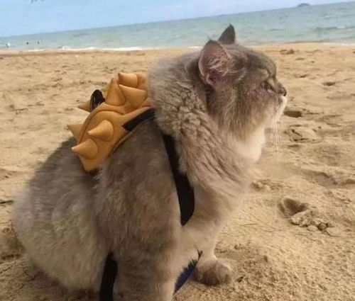 一只肥嘟嘟的猫咪,主人给买个小背包,只要出门就会这样