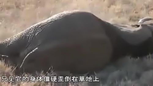 为什么大象死后身体不能碰 看完作死小伙的下场,瞬间不淡定了 