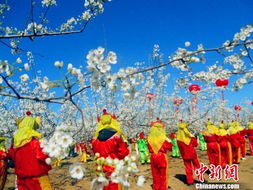 千树万树梨花开 中国隰县梨花节开幕