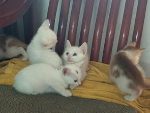 家中有一条小猫纯白色的,是中华田园猫 为什么眼睛是蓝色的 