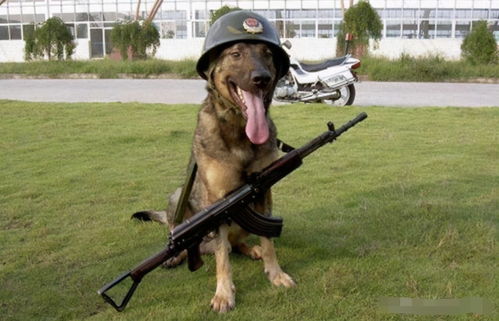 凭啥中华田园犬不能成为军犬 听完军官的解释,网友 确实不敢用