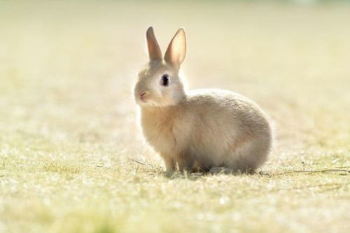 端午节的兔子(端午节的兔子简笔画)