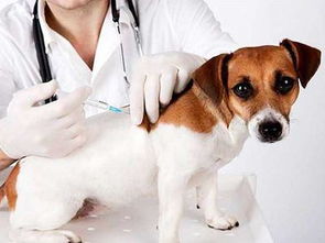 泰迪狗多久打一次疫苗 