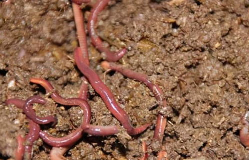 电击捉蚯蚓,一年捕获上万吨,产业链背后带来的严重土壤生态危机