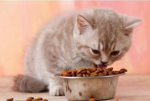 猫咪不能吃的 食物 清单,你喂过吗
