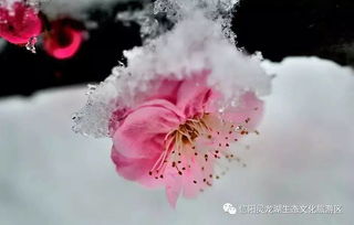 搜狐公众平台 踏雪寻梅 