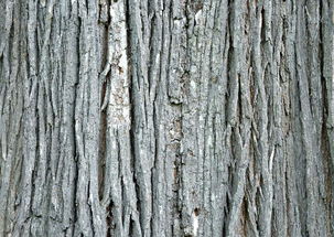木头大树树干森林木材树木树皮背景图片素材 模板下载 4.11MB 其他大全 标志丨符号 